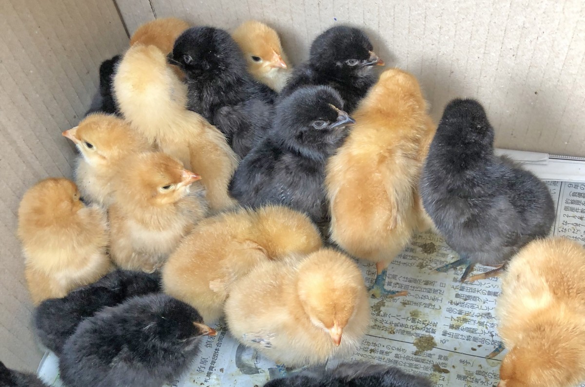 元野幌農場に北海地鶏のヒナ導入