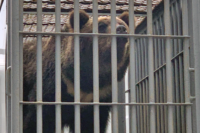 本学で初の全身麻酔下でのヒグマのMRI検査を実施