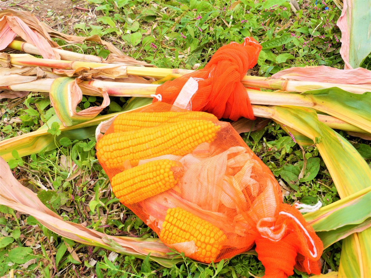 学内の圃場で循環農学類3年生がトウモロコシの収量調査・計量を実施