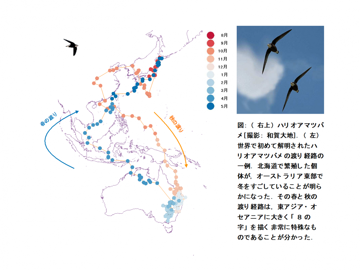 【プレスリリース】北海道とオーストラリア東部を行き来する渡り鳥：ハリオアマツバメの渡りの全経路を解明（環境共生学類 森さやか准教授）