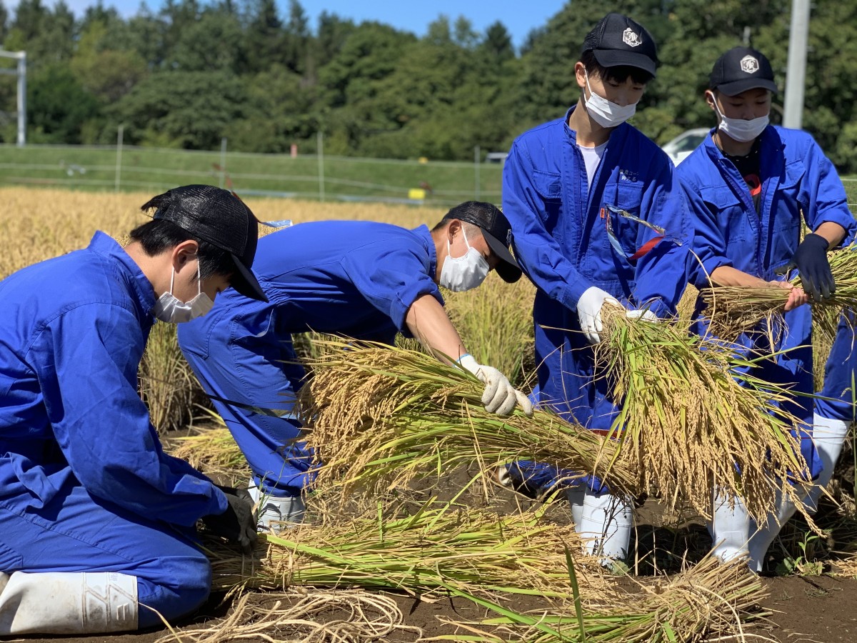 本学園初の水田で「稲刈り」実習を実施