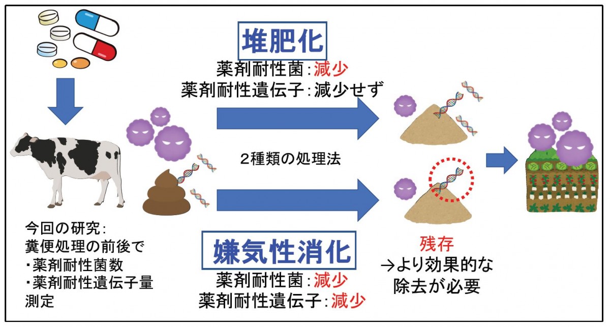 【プレスリリース】家畜糞便処理中の薬剤耐性菌/耐性遺伝子の動態を解明（獣医学類 臼井優准教授）