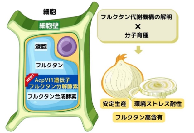 【プレスリリース】タマネギの糖質分解に関わる新規酵素遺伝子を同定