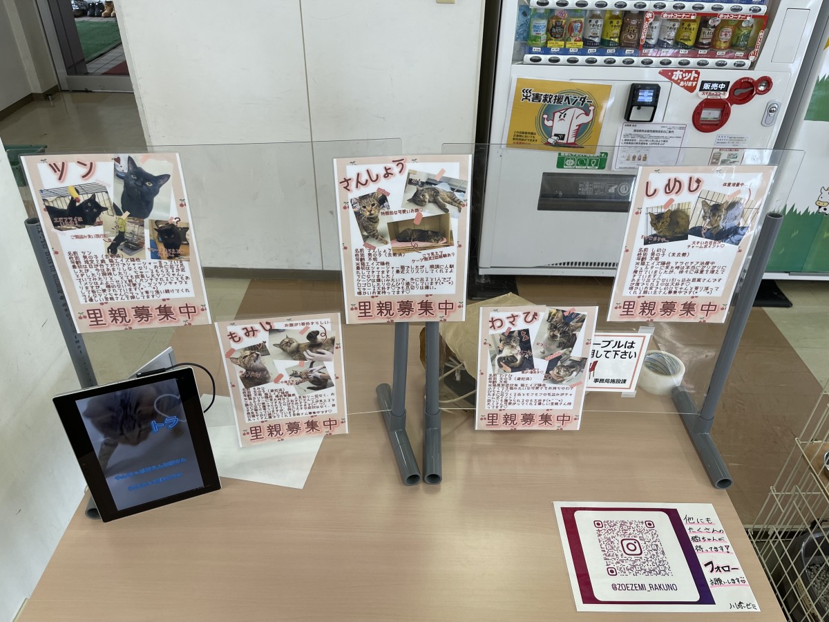 酪農学園大学構内で保護猫の譲渡会が行われました。