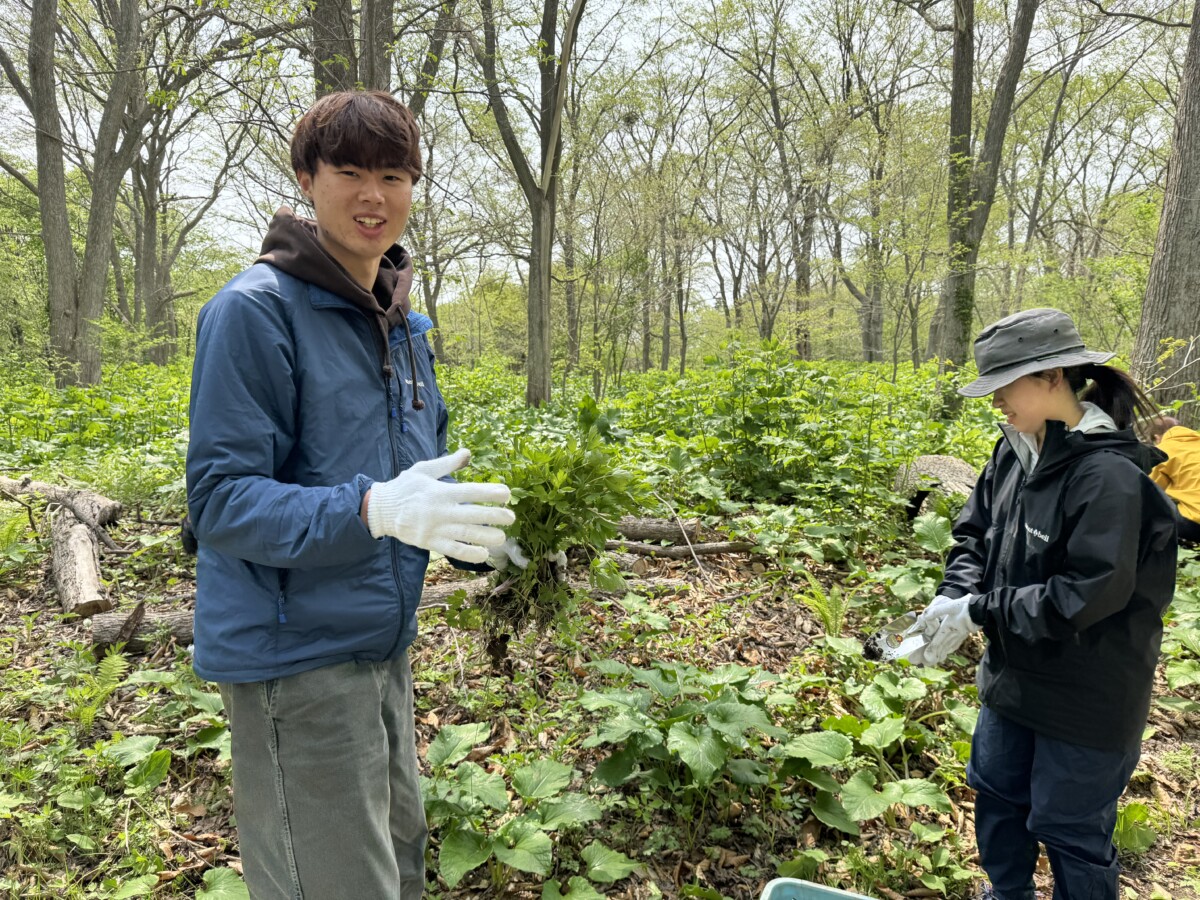 学生ボランティアがしのつ河畔林でオオハンゴンソウ駆除