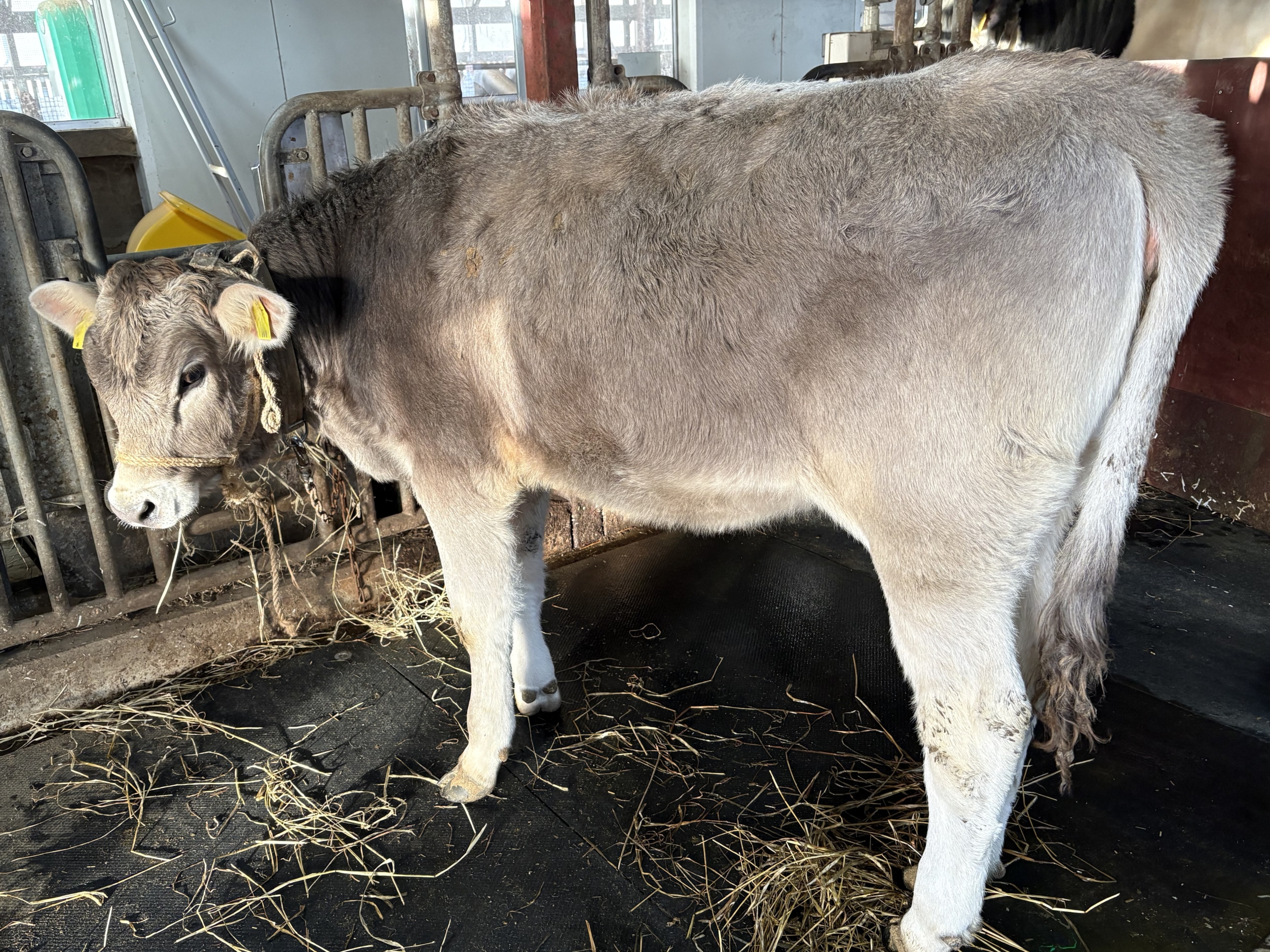 本学卒業生より乳牛（ブラウンスイス）の寄附　　― 本学牛群に新たな期待の1頭が仲間入り ―