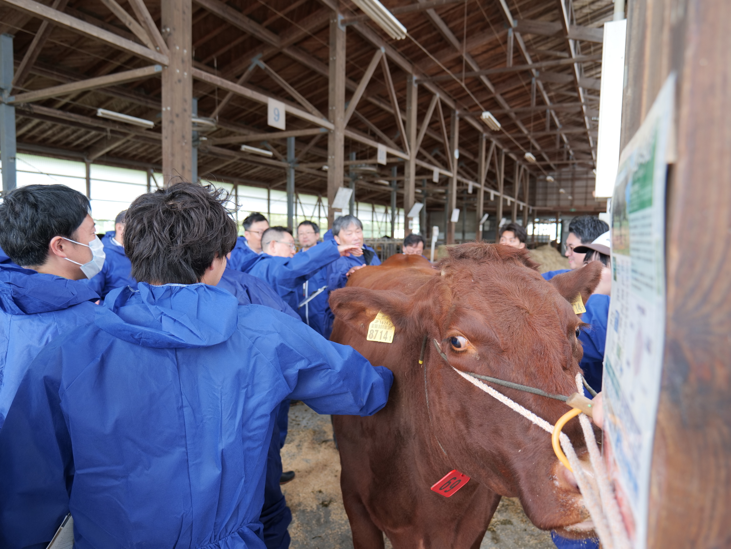 本学元野幌農場にて「日本短角種登録審査研修会」が行われました
