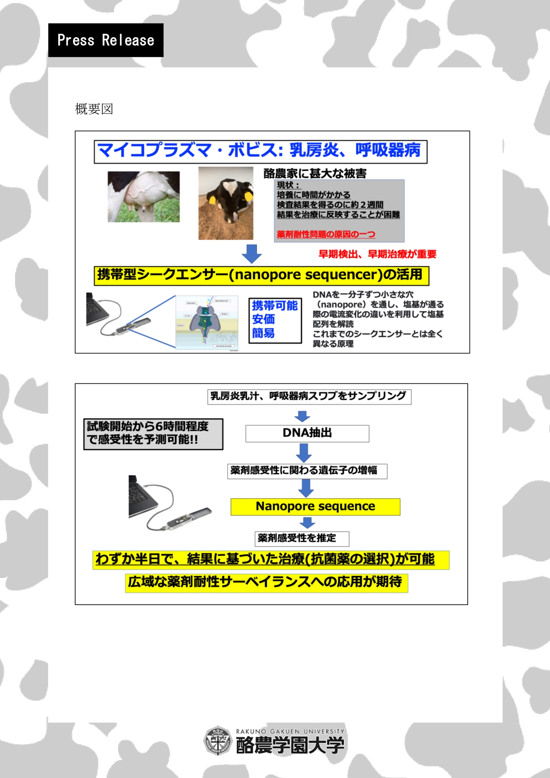 携帯型シークエンサーにより牛の難治性病原体マイコプラズマ・ボビスの薬剤耐性をその日のうちに判定する技術を開発（獣医学類　臼井教授）