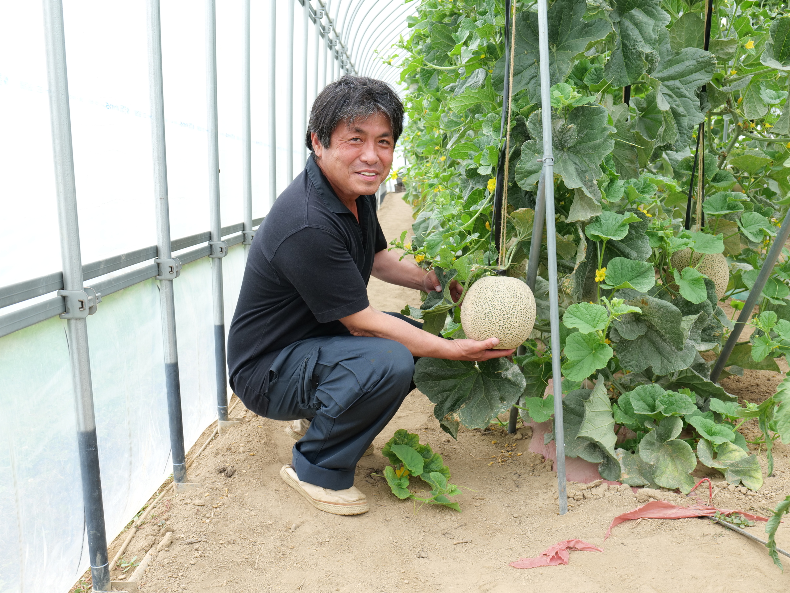 作物圃場から拓く高付加価値農業—1株1果・立体栽培で挑む高級メロンづくり